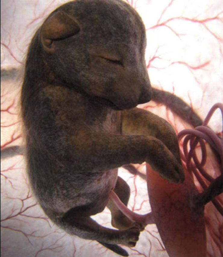 photo-chihuahua-ventre-mere-poche-uterus