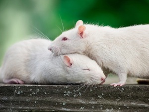 rats-empathie